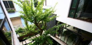 Cây trồng ở giếng trời trong nhà